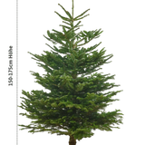 Echte Nordmanntanne 150–175 cm – Premium Weihnachtsbaum