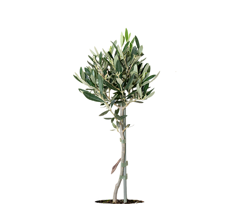 Olivenbaum Ø:14 H:50 cm