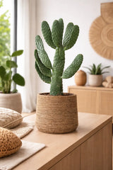 Feigenkaktus - Opuntia Consolea Ø:17 H:55 cm