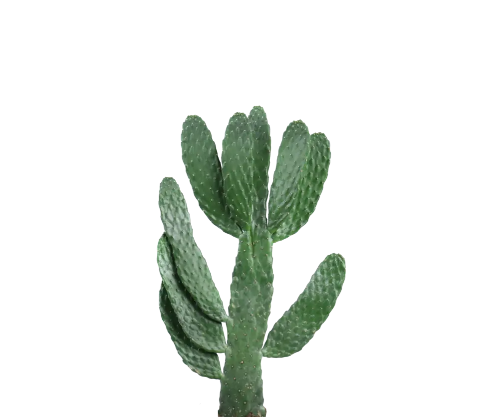 Feigenkaktus - Opuntia Consolea Ø:17 H:55 cm