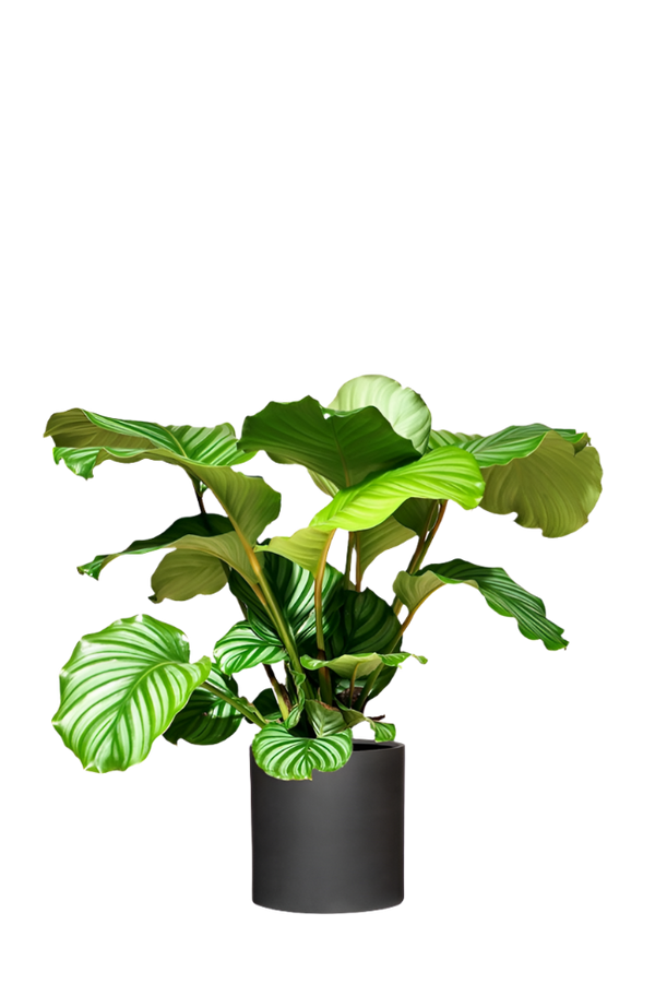 Calathea Orbifolia - Korbmarante Ø:17 H:50 cm