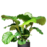 Calathea Set - Orbifolia & Medallion