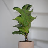 Patt Clay Washed