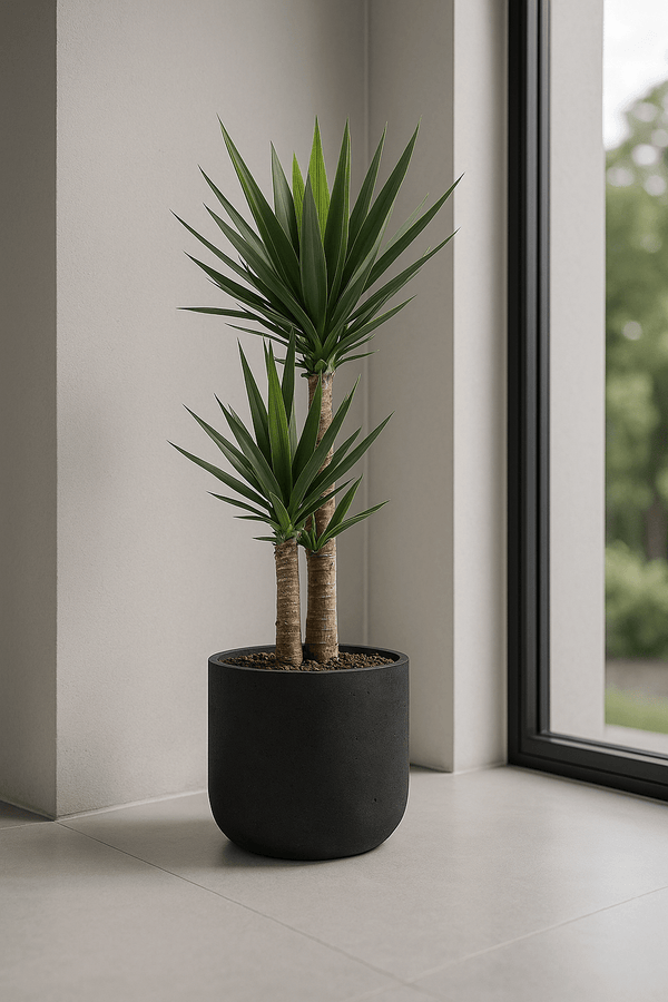 Palmlilie - Yucca Ø:21 H:100 cm