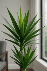 Palmlilie - Yucca Ø:21 H:100 cm