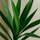 Palmlilie - Yucca Ø:17 H:80 cm