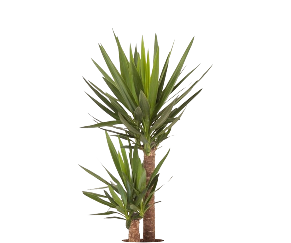 Palmlilie - Yucca Ø:21 H:100 cm