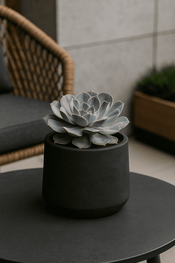 Patt Black Washed