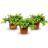 Peperomia rotundifolia 3er Set