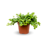 Peperomia rotundifolia Ø:10 H:15 cm