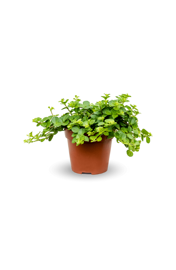 Peperomia rotundifolia