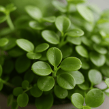 Peperomia rotundifolia 3er Set