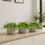 Peperomia rotundifolia 3er Set