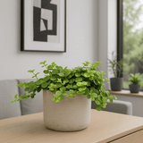 Peperomia rotundifolia Ø:10 H:15 cm