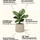 Kolbenfaden - Aglaonema Silver Bay Ø:24 H:60 cm