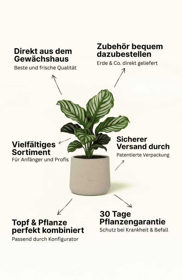 Picea Glauca December - Zwergfichte Ø:26 H:90 cm