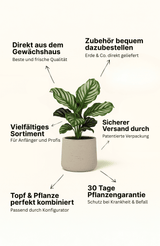 Ficus 'Ginseng' Bonsai Ø:12 H:30 cm