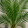 Phoenix Canariensis Ø:19 H:80 cm