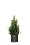 Picea Glauca December - Zwergfichte Ø:19 H:50 cm