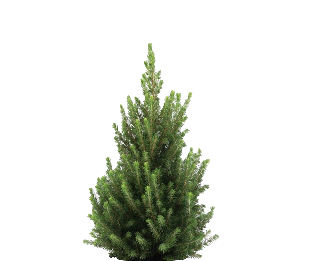 Picea Glauca December - Zwergfichte Ø:26 H:90 cm