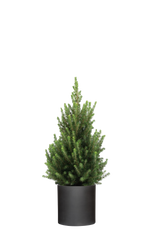 Picea Glauca December - Zwergfichte Ø:19 H:50 cm
