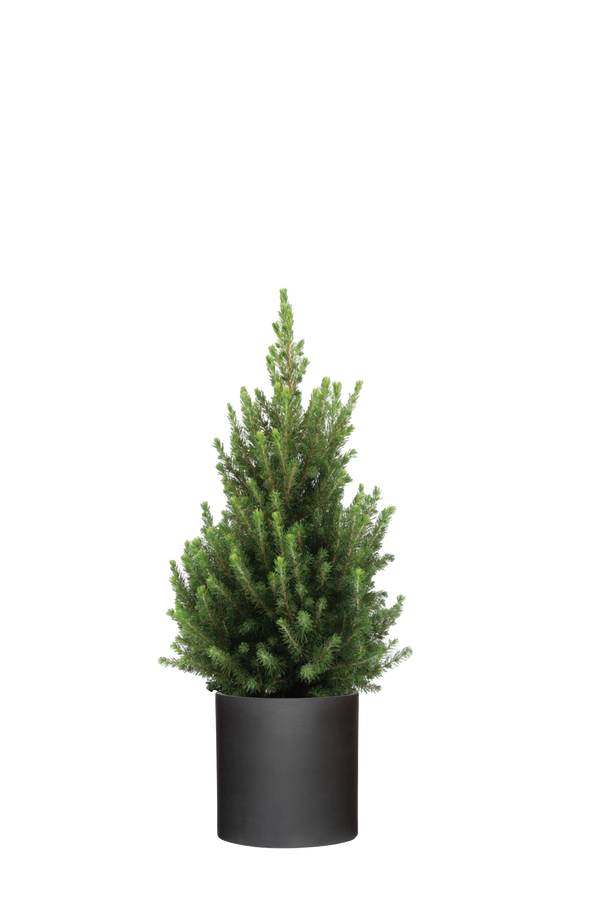 Picea Glauca December - Zwergfichte Ø:19 H:50 cm