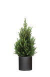 Picea Glauca December - Zwergfichte Ø:26 H:90 cm