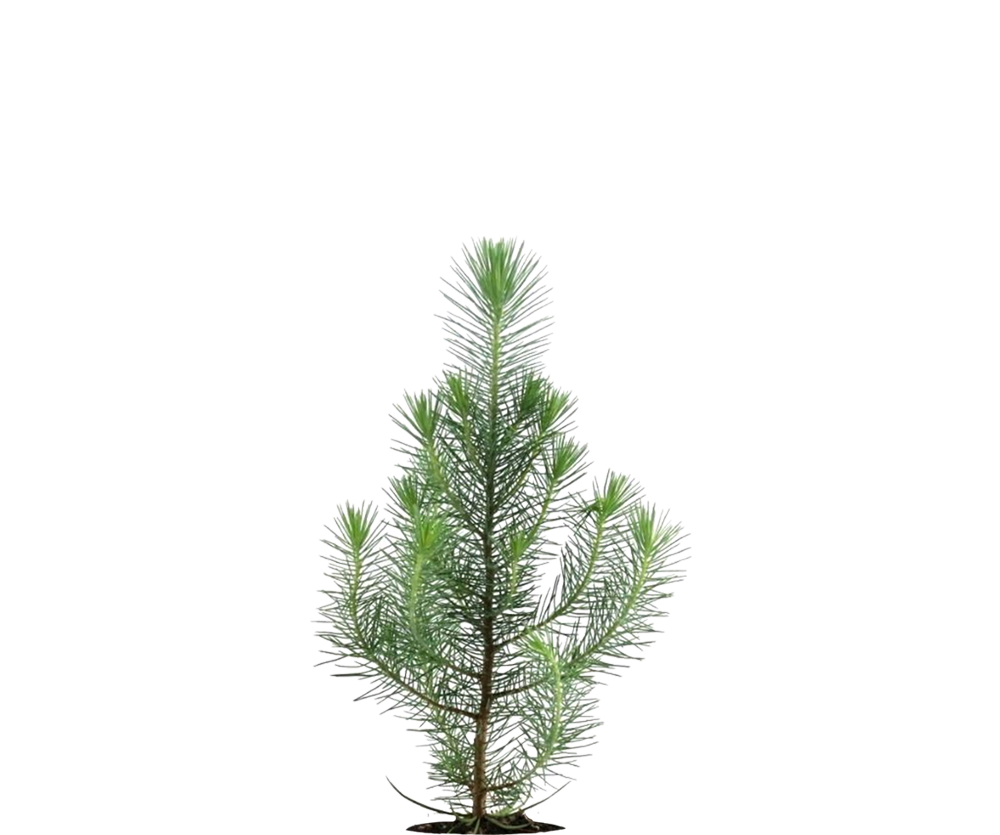 Pinus Pinea Silver Crest Ø:10,5 H:45 cm