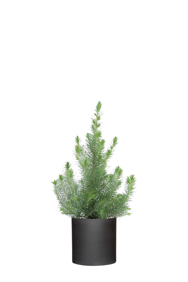 Pinus Pinea Silver Crest Ø:17 H:50 cm