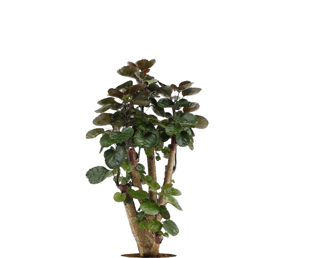 Polyscias Fabian Ø:17 H:65 cm