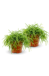 Rhipsalis clavata 2er Set