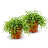 Rhipsalis clavata 2er Set