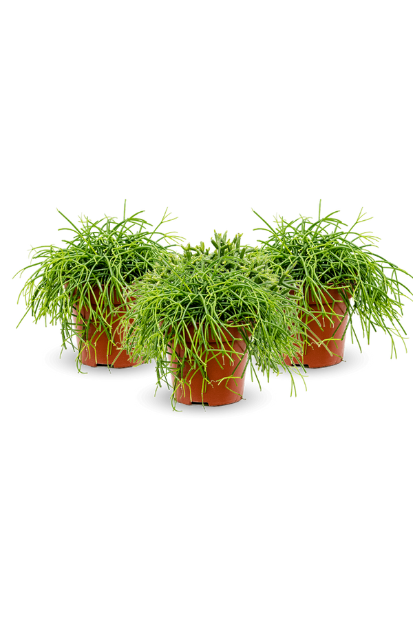 Rhipsalis clavata 3er Set