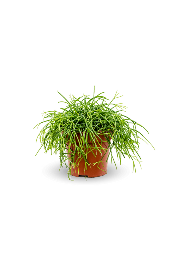 Rhipsalis clavata