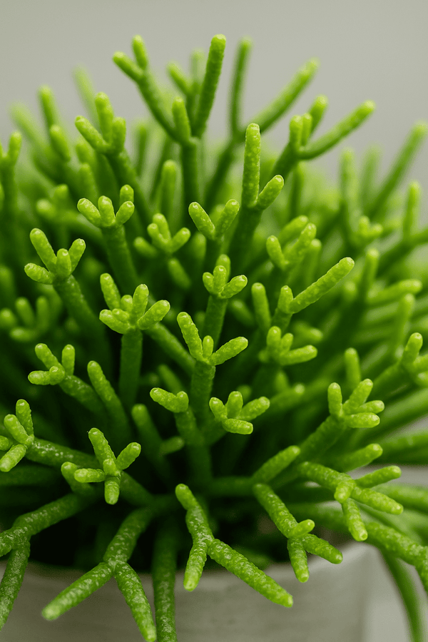 Rhipsalis burchellii Ø:11 H:15 cm