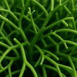 Rhipsalis clavata 2er Set