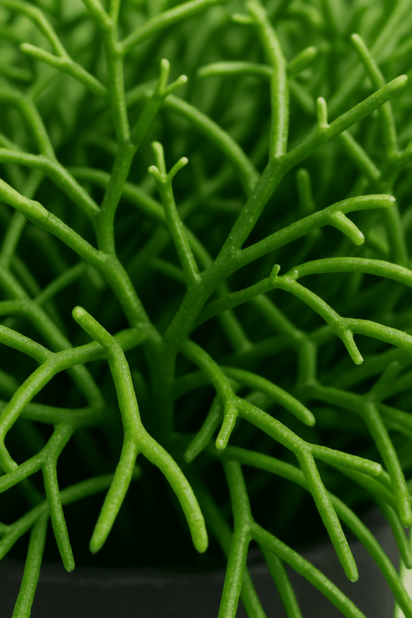 Rhipsalis clavata 3er Set