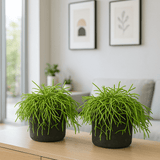 Rhipsalis clavata 2er Set
