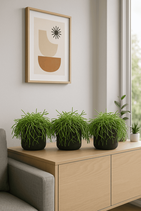 Rhipsalis clavata 3er Set