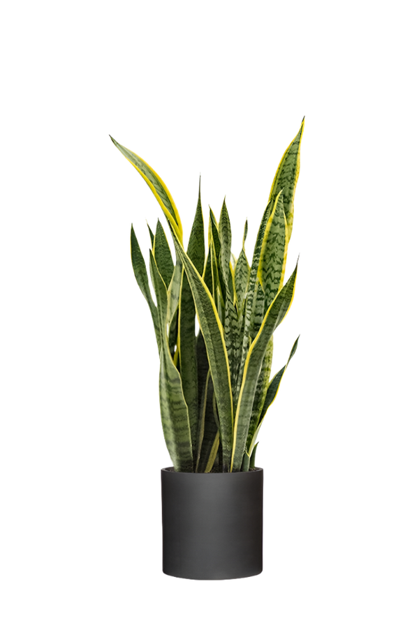 Bogenhanf - Sansevieria laurentii Ø:19 H:60 cm