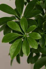 Schefflera Gold Capella Ø:19 H:75 cm