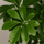 Schefflera Gold Capella Ø:19 H:75 cm