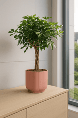 Schefflera Gold Capella Ø:19 H:75 cm