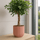 Schefflera Gold Capella Ø:19 H:75 cm