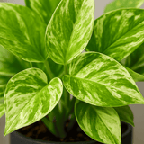 Scindapsus Marble Queen 2er Set