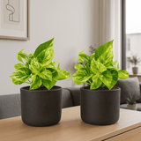 Scindapsus Marble Queen 2er Set