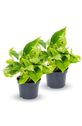 Scindapsus Marble Queen 2er Set