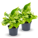 Scindapsus Marble Queen 2er Set