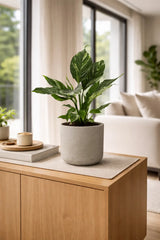 Spathiphyllum Diamond Ø:12 H:40 cm