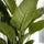 Spathiphyllum Sweet Sebastiano Ø:24 H:100 cm